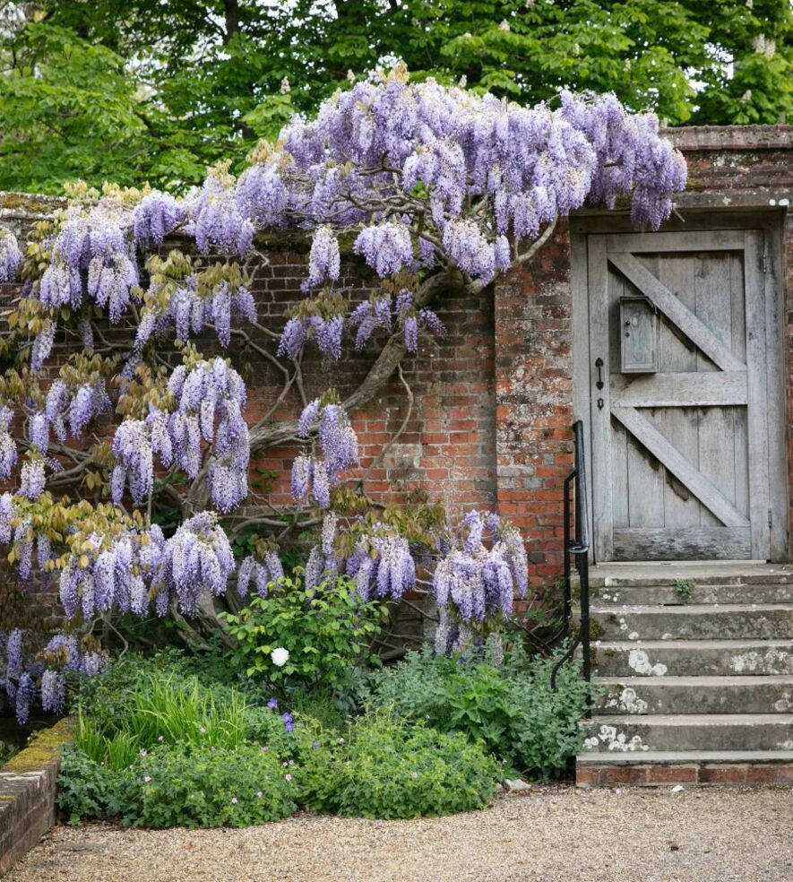 Wisteria 